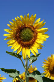 Sunflower Oil