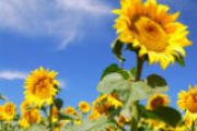 Hi-Oleic Sunflower Oil