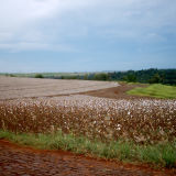 Cottonseed Oil Australia