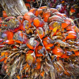 Palm Oil