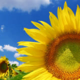 Hi-Oleic Sunflower Oil Bulk