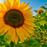 Sunflower Oil