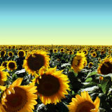 Hi-Oleic Sunflower Oil Australia